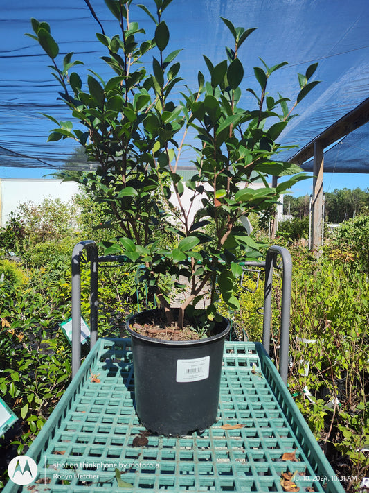 Camellia sasanqua 'Kanjiro' - 3 Gallon