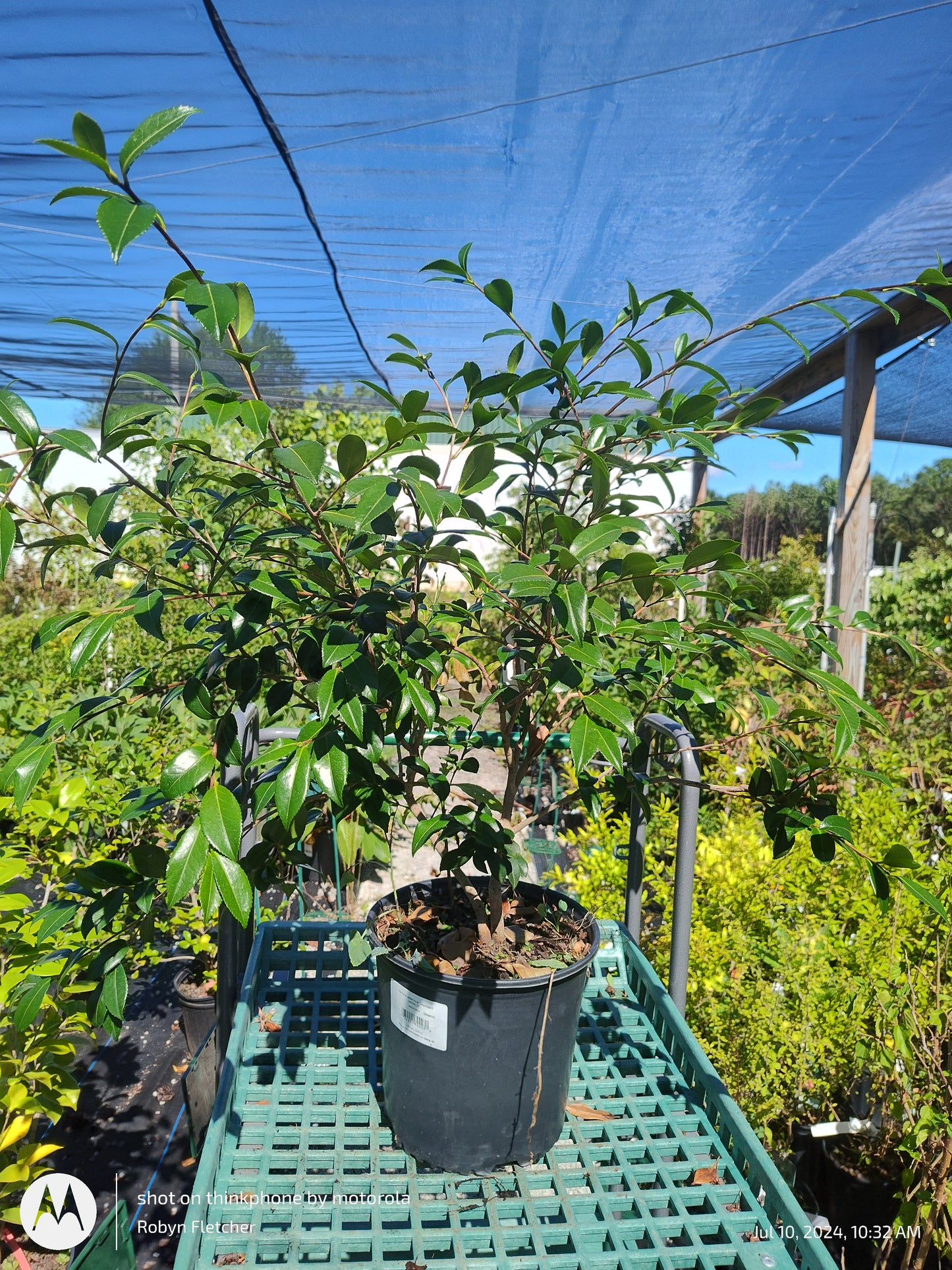 Camellia sasanqua 'Daydream' - 3 Gallon