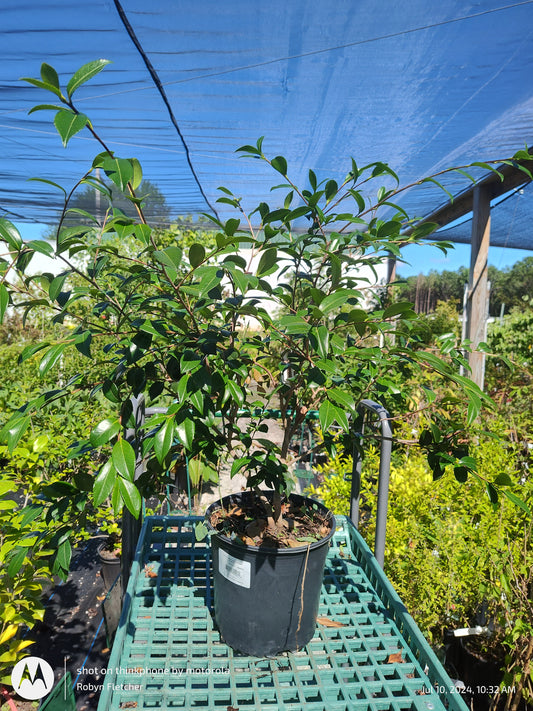 Camellia sasanqua 'Daydream' - 3 Gallon