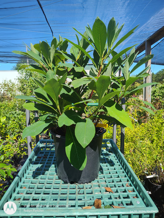 Edgeworthia chrysantha - 3 Gallon