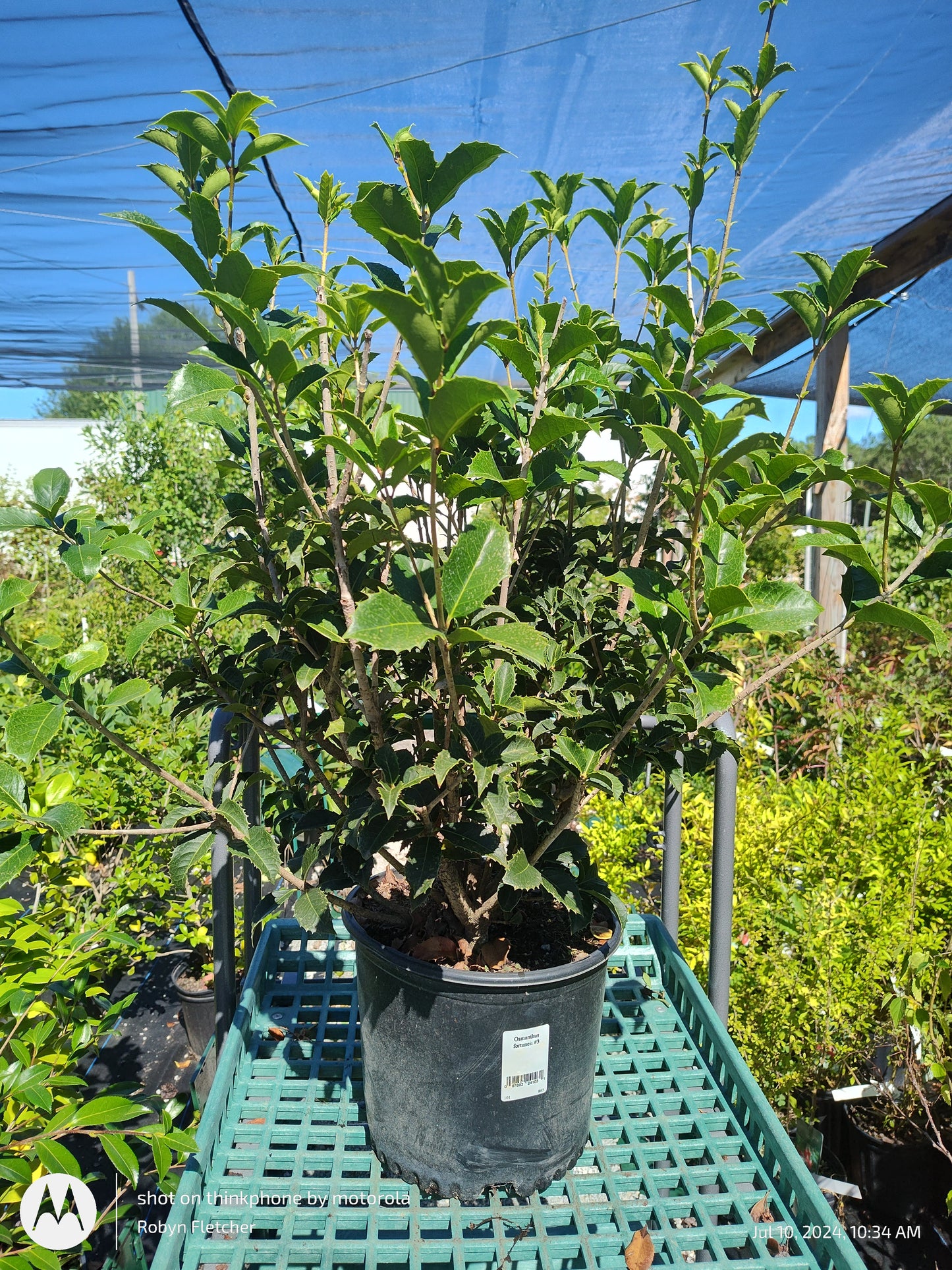 Osmanthus fortuneii - 3 Gallon