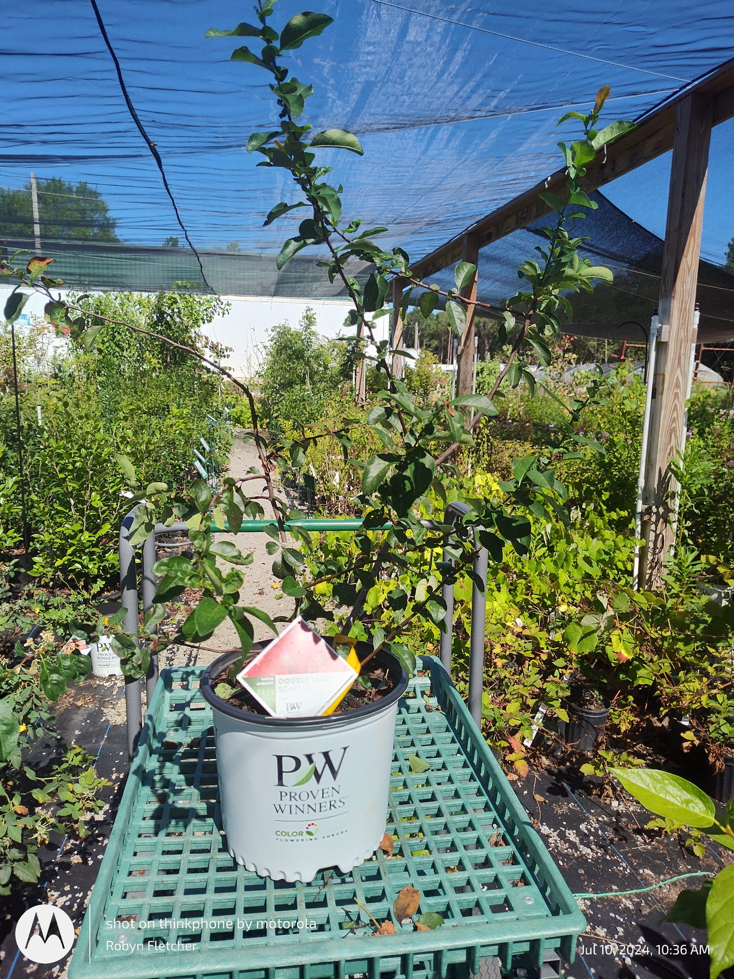 Chaenomeles Double Take Scarlet - Proven Winner - Quince - 3 Gallon