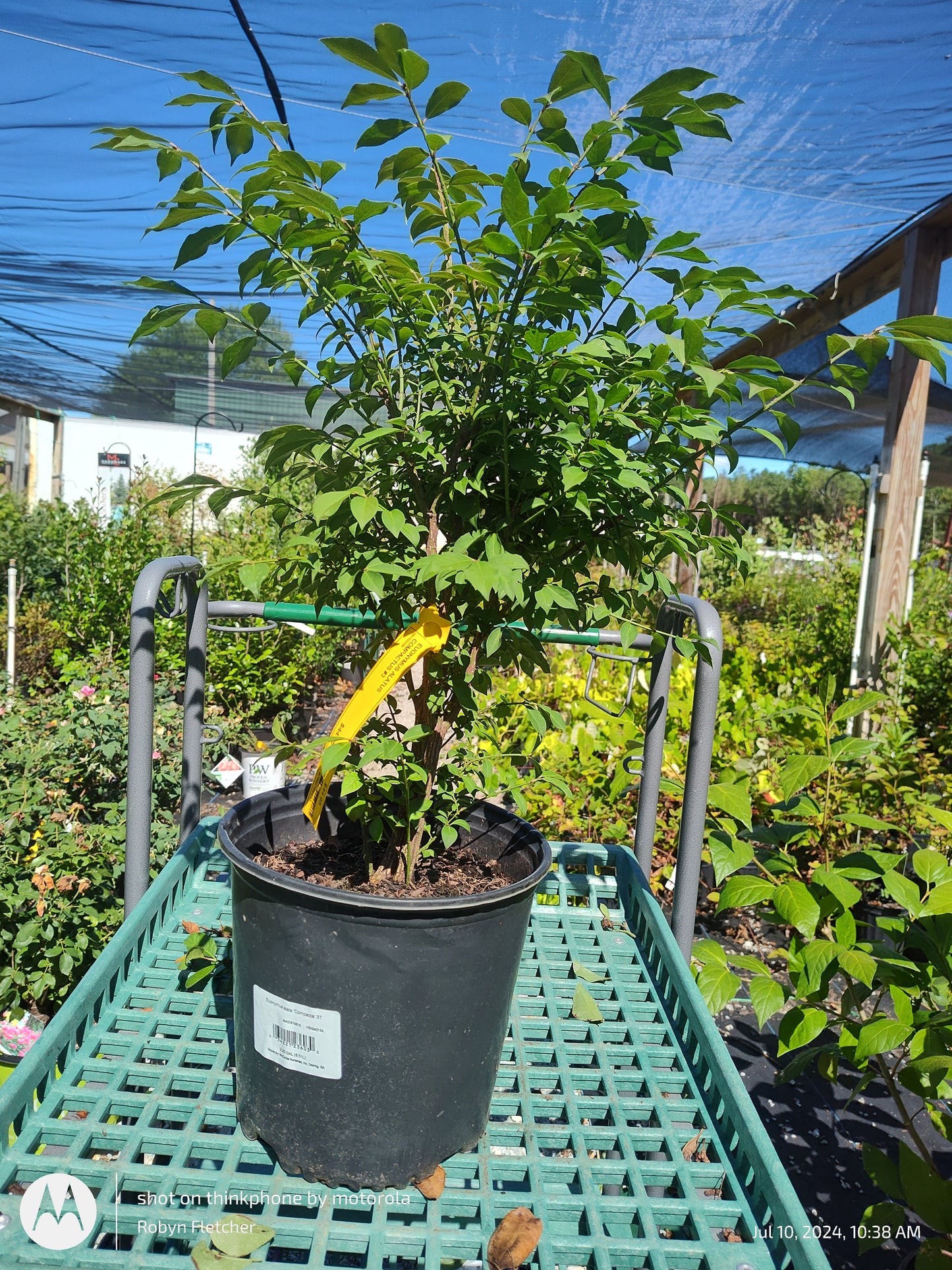 Euonymus alata 'Compacta - Dwarf Burning Bush - 3 Gallon