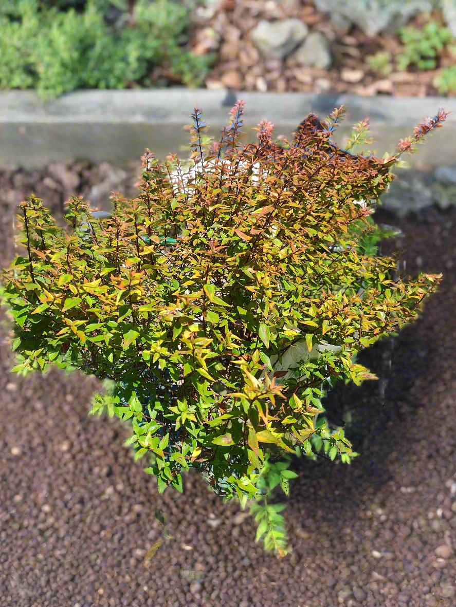 Abelia Kaleidoscope - Gardeners Confidence - 3 Gallon