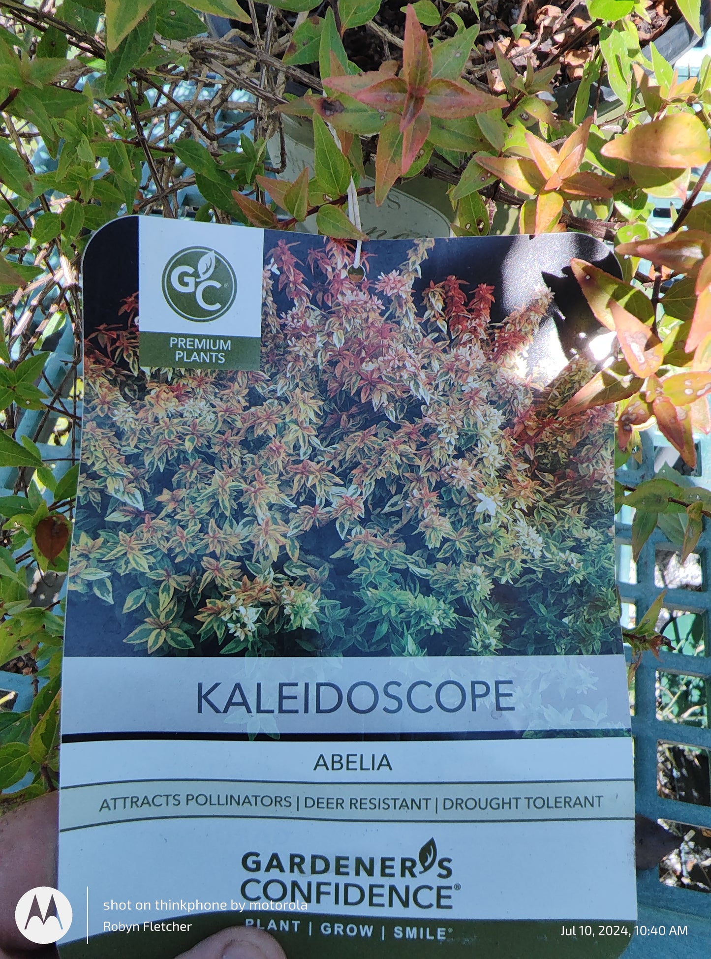 Abelia Kaleidoscope - Gardeners Confidence - 3 Gallon