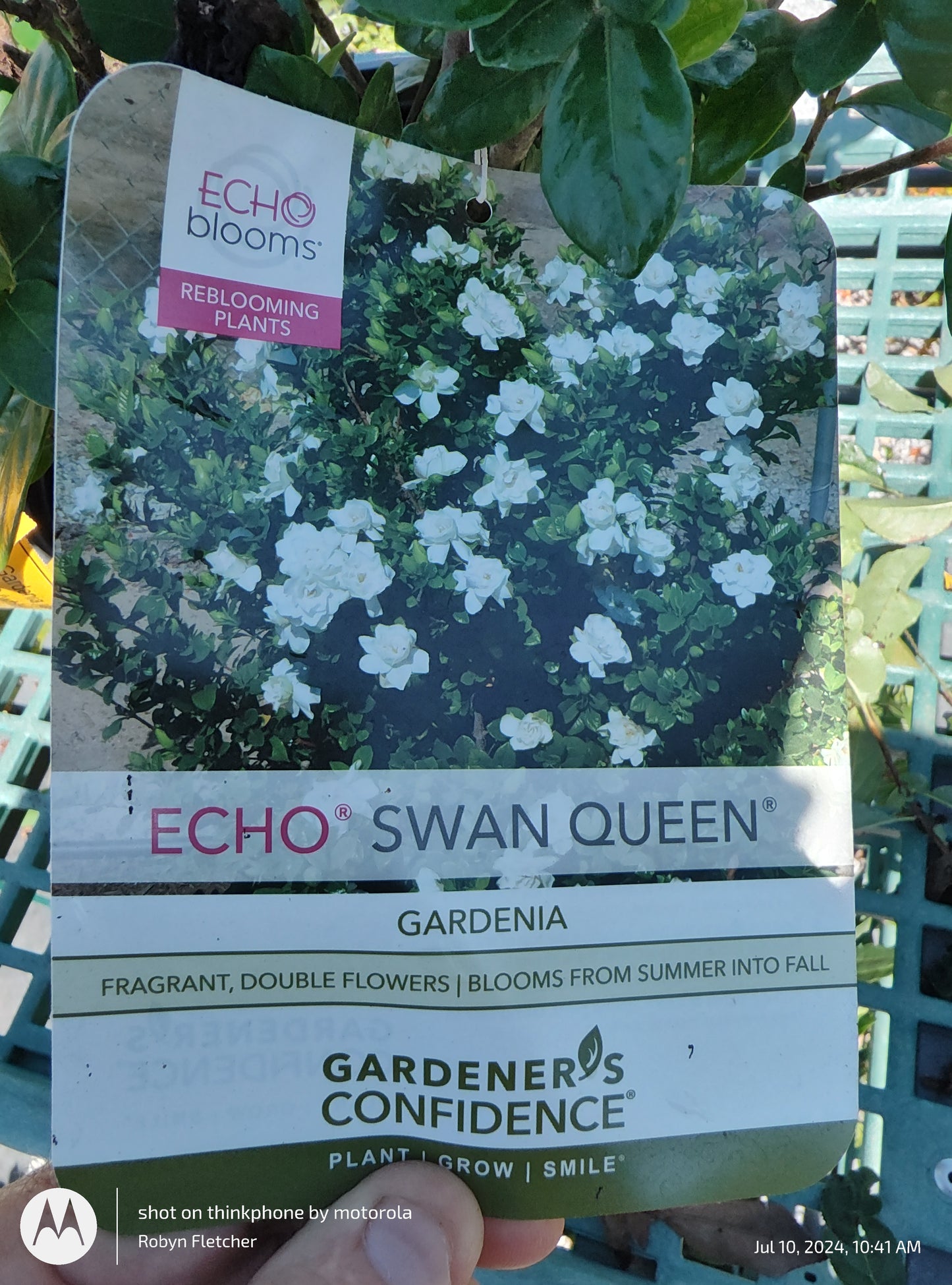 Gardenia GCC Swan Queen - 2 Gallon