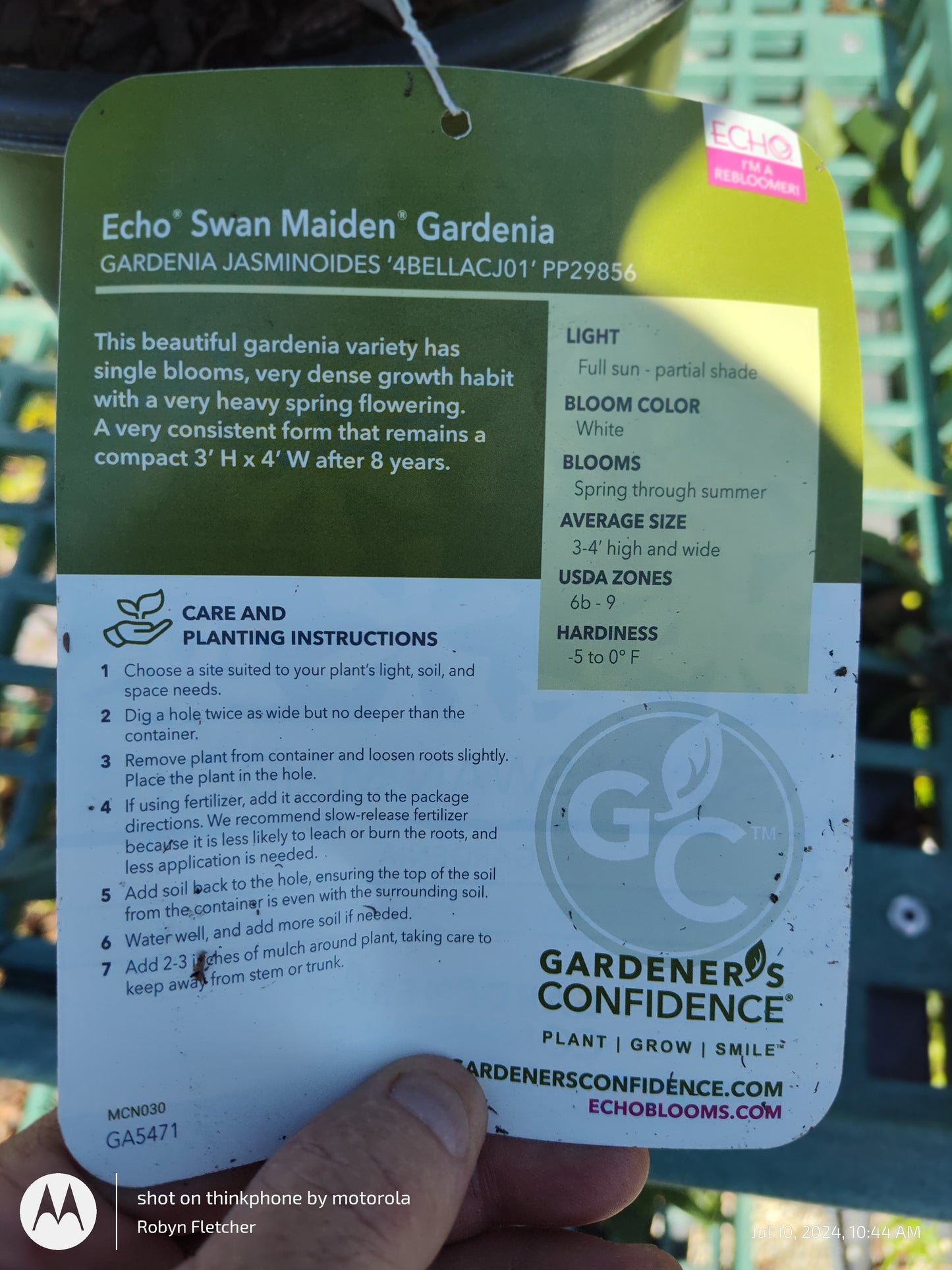 Gardenia Swan Maiden - Gardeners Confidence - 2 Gallon