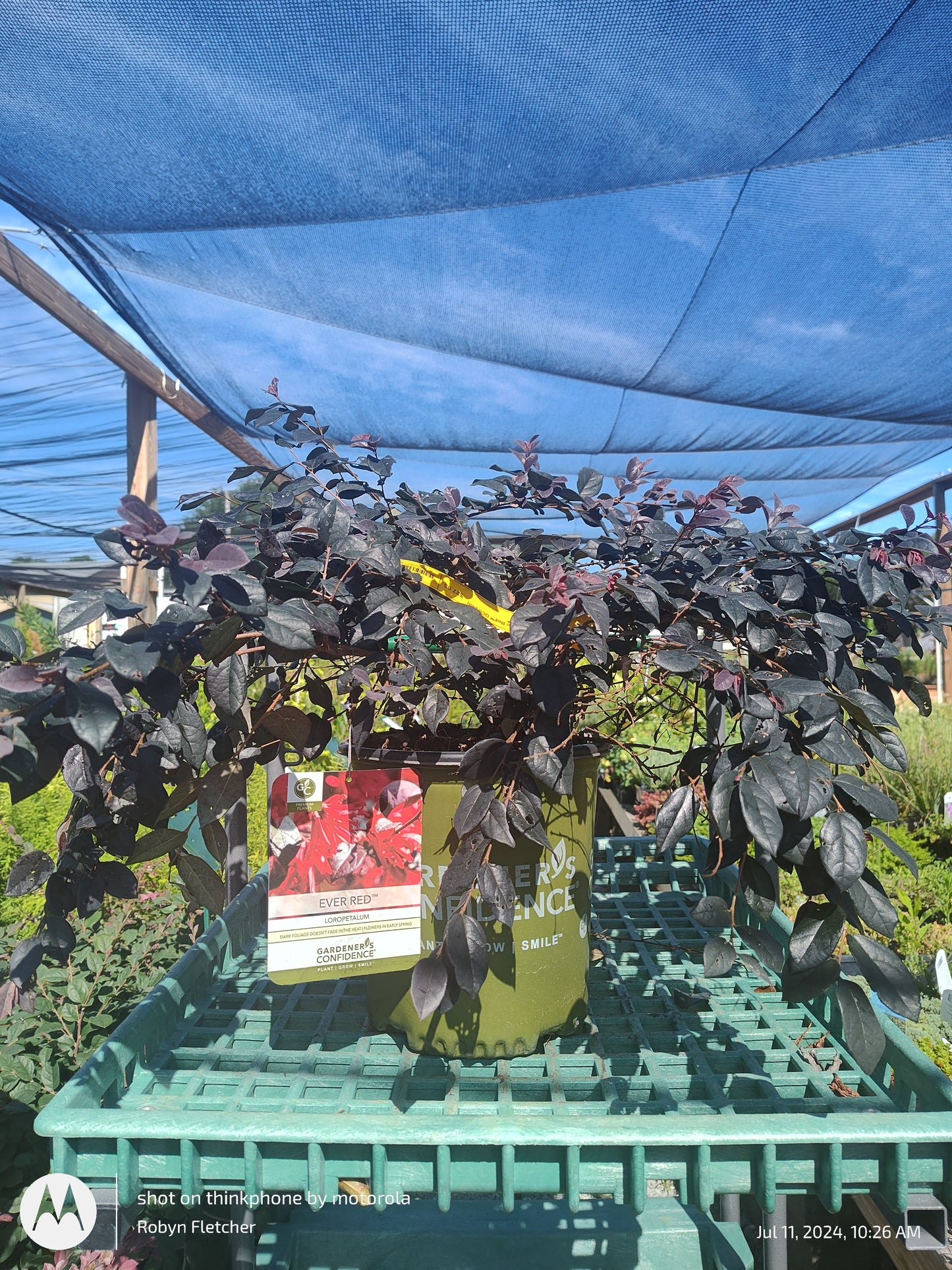 Loropetalum Ever Red - Gardeners Confidence - 3 Gallon