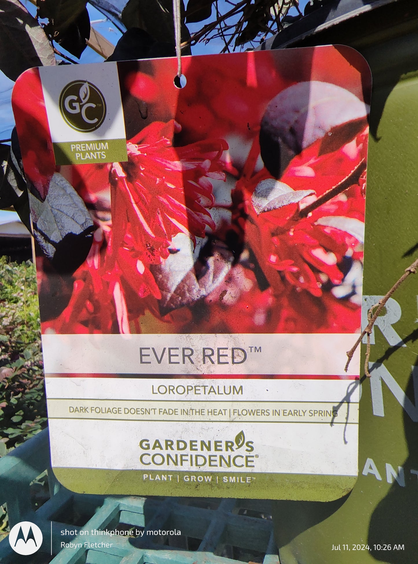 Loropetalum Ever Red - Gardeners Confidence - 3 Gallon