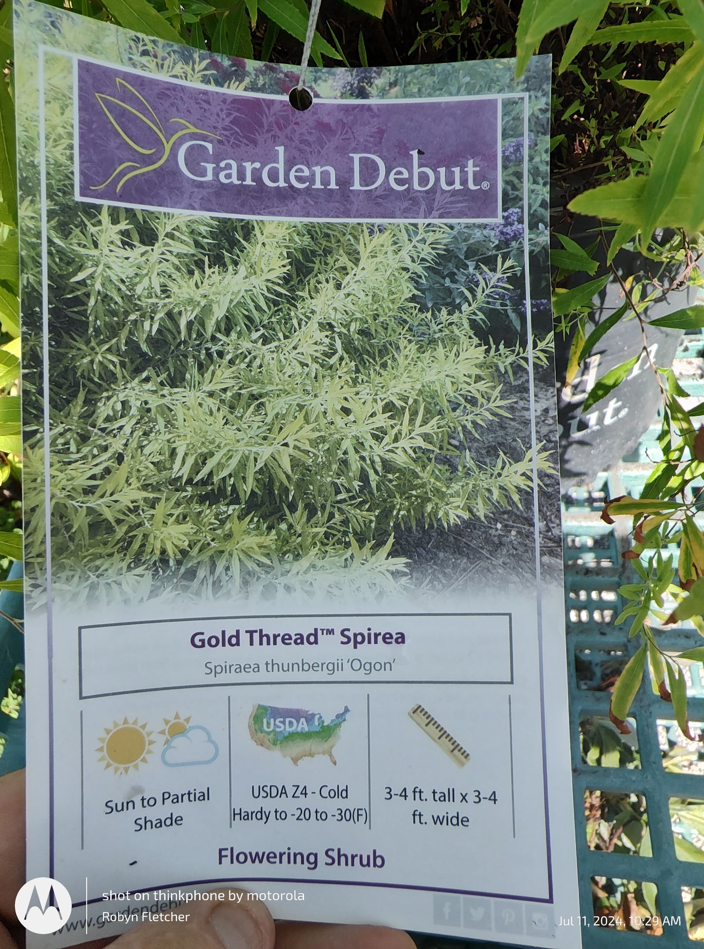 Spirea thunbergii 'Ogon' - Gold Thread Spirea - Garden Debut - 3 Gallon