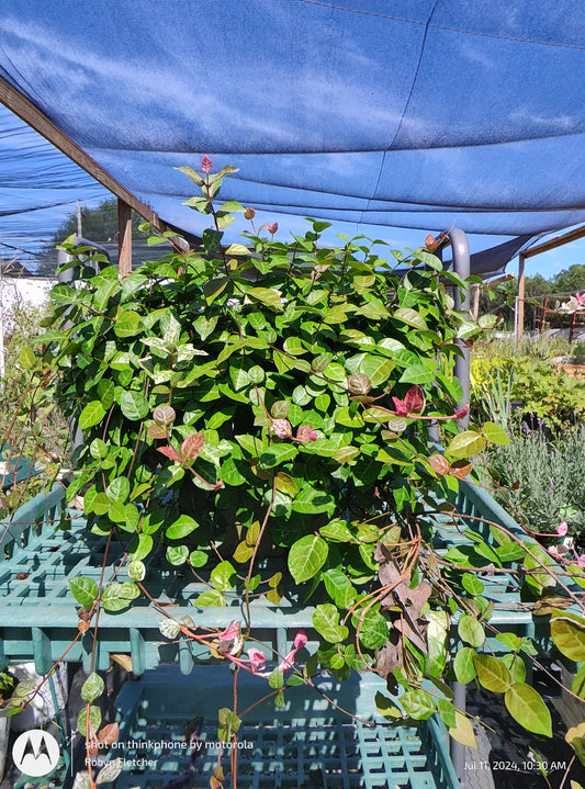 Trachelospermum asiaticum - Asiatic Jasmine - 3 Gallon