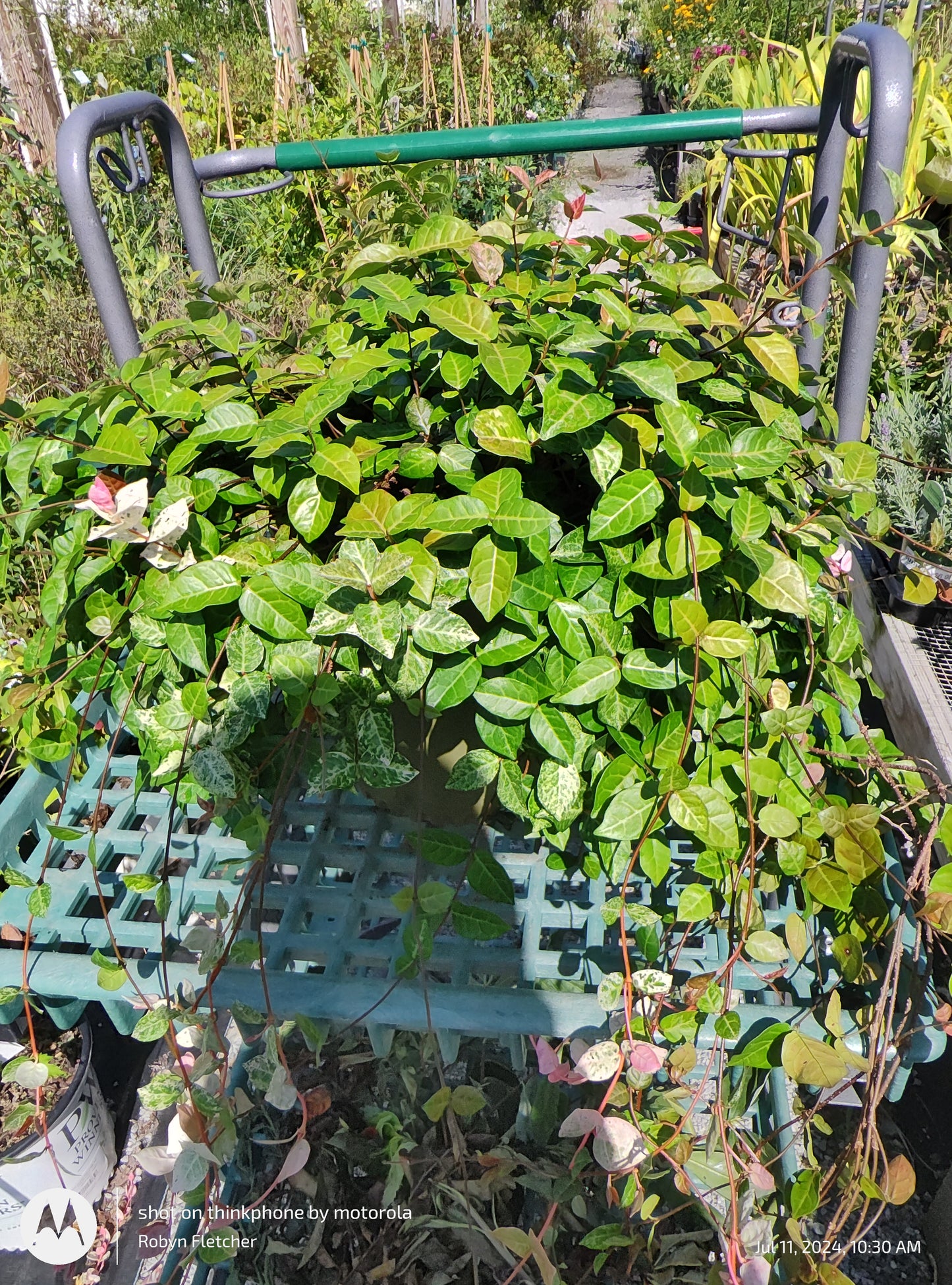 Trachelospermum asiaticum - Asiatic Jasmine - 3 Gallon