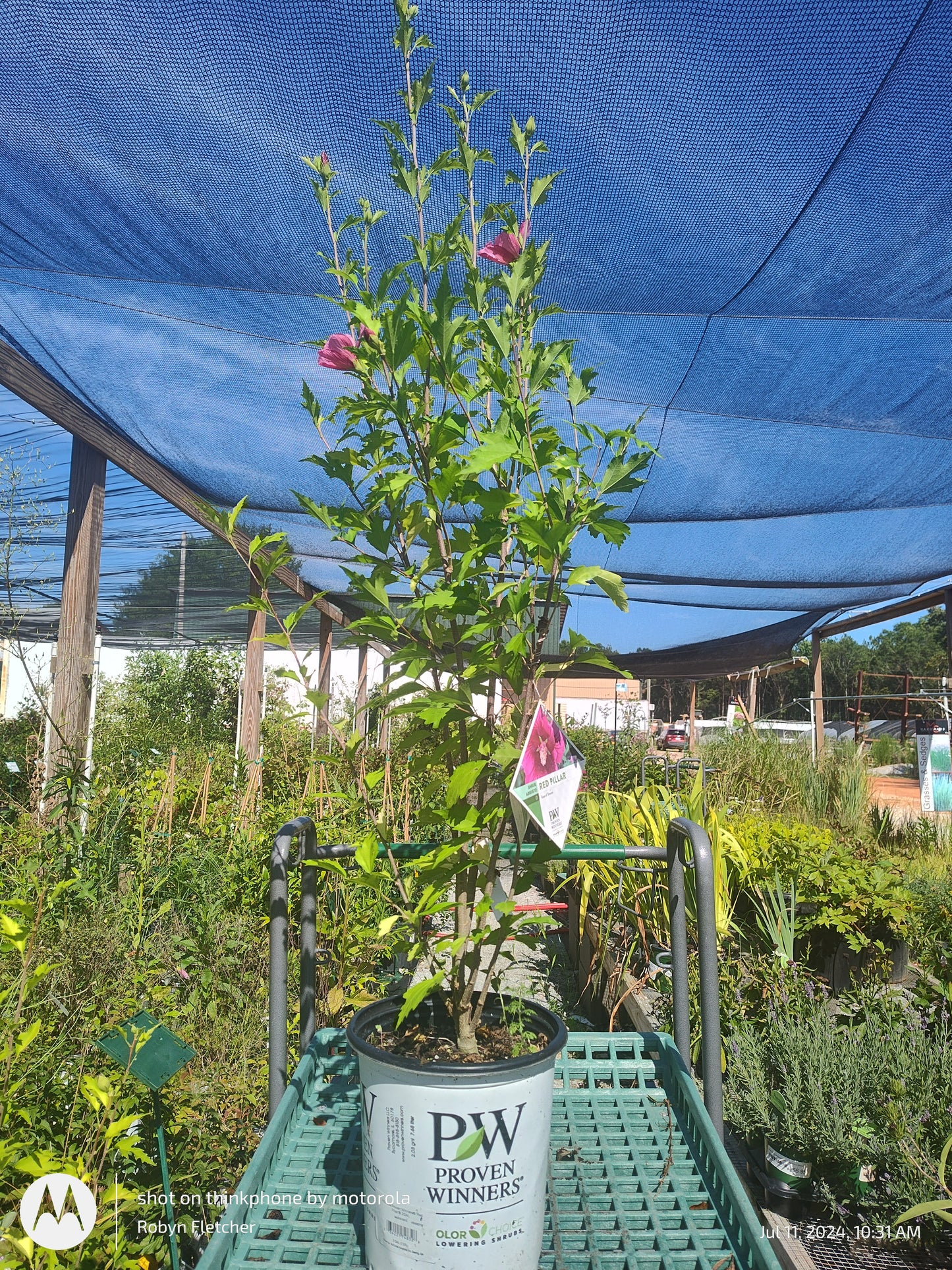 Hibiscus syriacus - Red Pillar® Rose of Sharon - Proven Winner - 2 Gallon