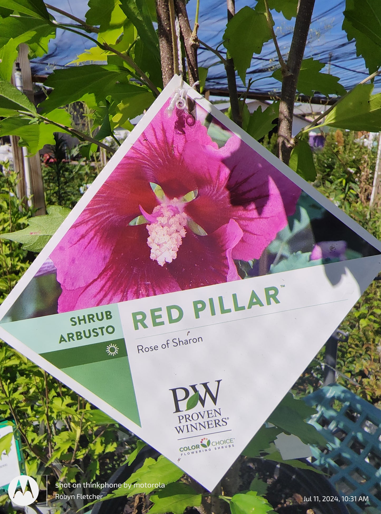 Hibiscus syriacus - Red Pillar® Rose of Sharon - Proven Winner - 2 Gallon