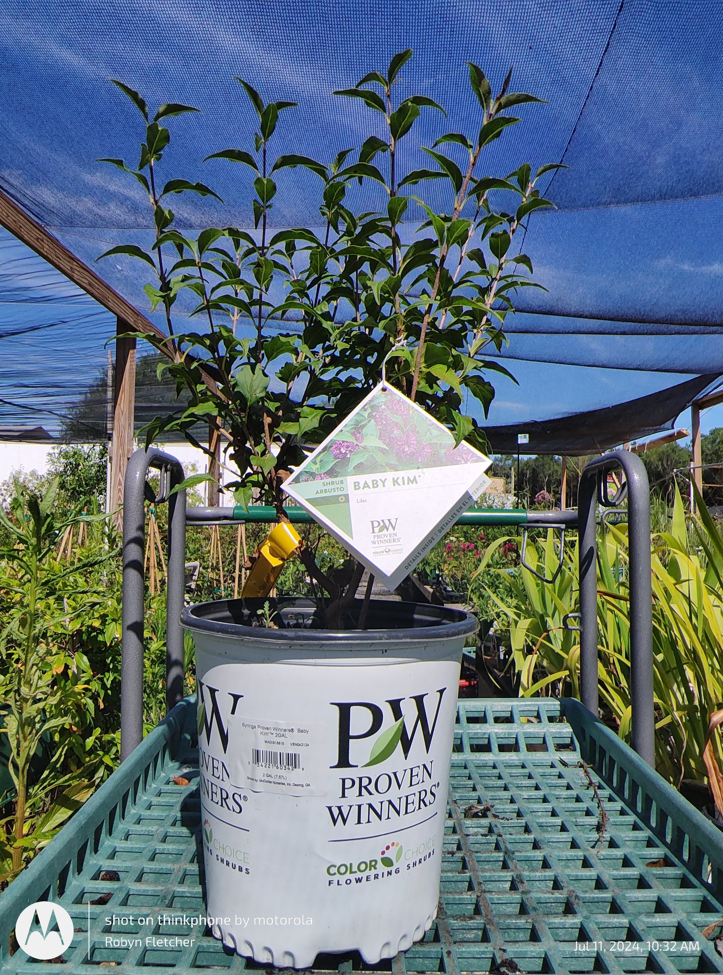 Syringa x Baby Kim® Lilac - Proven Winner - 2 Gallon