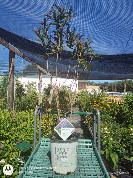 Callicarpa Pearl Glam® Beautyberry - Proven Winner - 3 Gallon