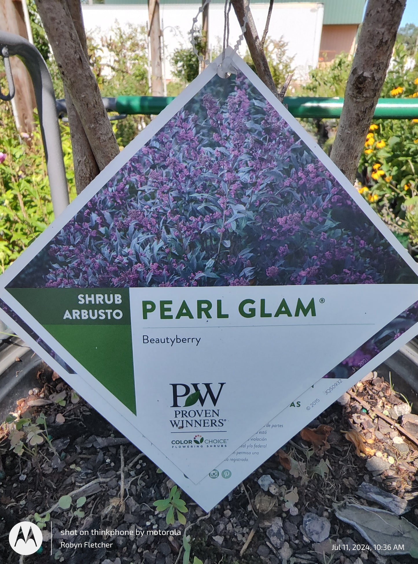 Callicarpa Pearl Glam® Beautyberry - Proven Winner - 3 Gallon
