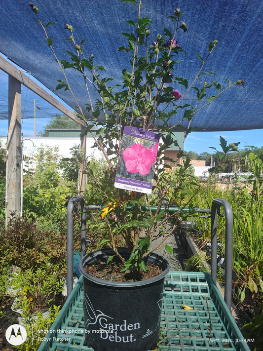 Hibiscus syriacus 'DS02SS' -Strawberry Smoothie™ Althea - 3 Gallon