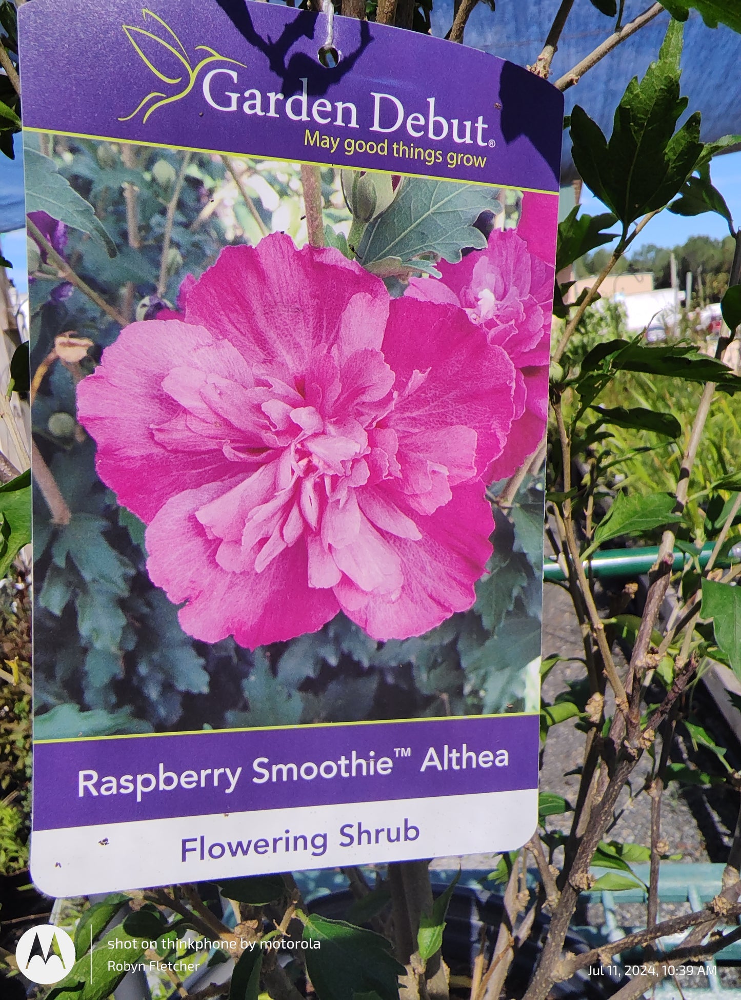 Hibiscus syriacus 'DS02SS' -Strawberry Smoothie™ Althea - 3 Gallon