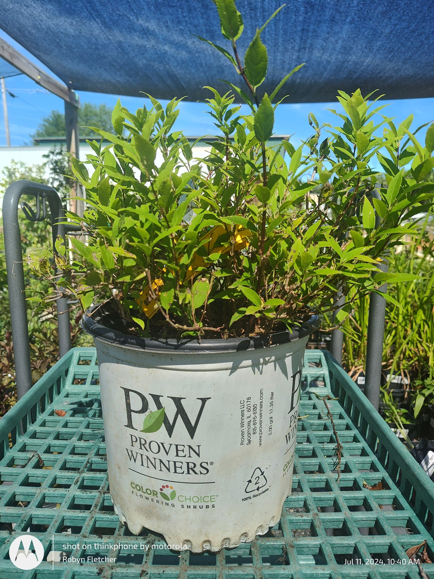 Deutzia Chardonnay Pearls - Proven Winner - 3 Gallon