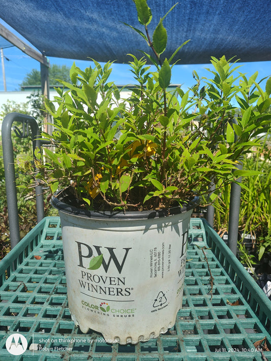 Deutzia Chardonnay Pearls - Proven Winner - 3 Gallon