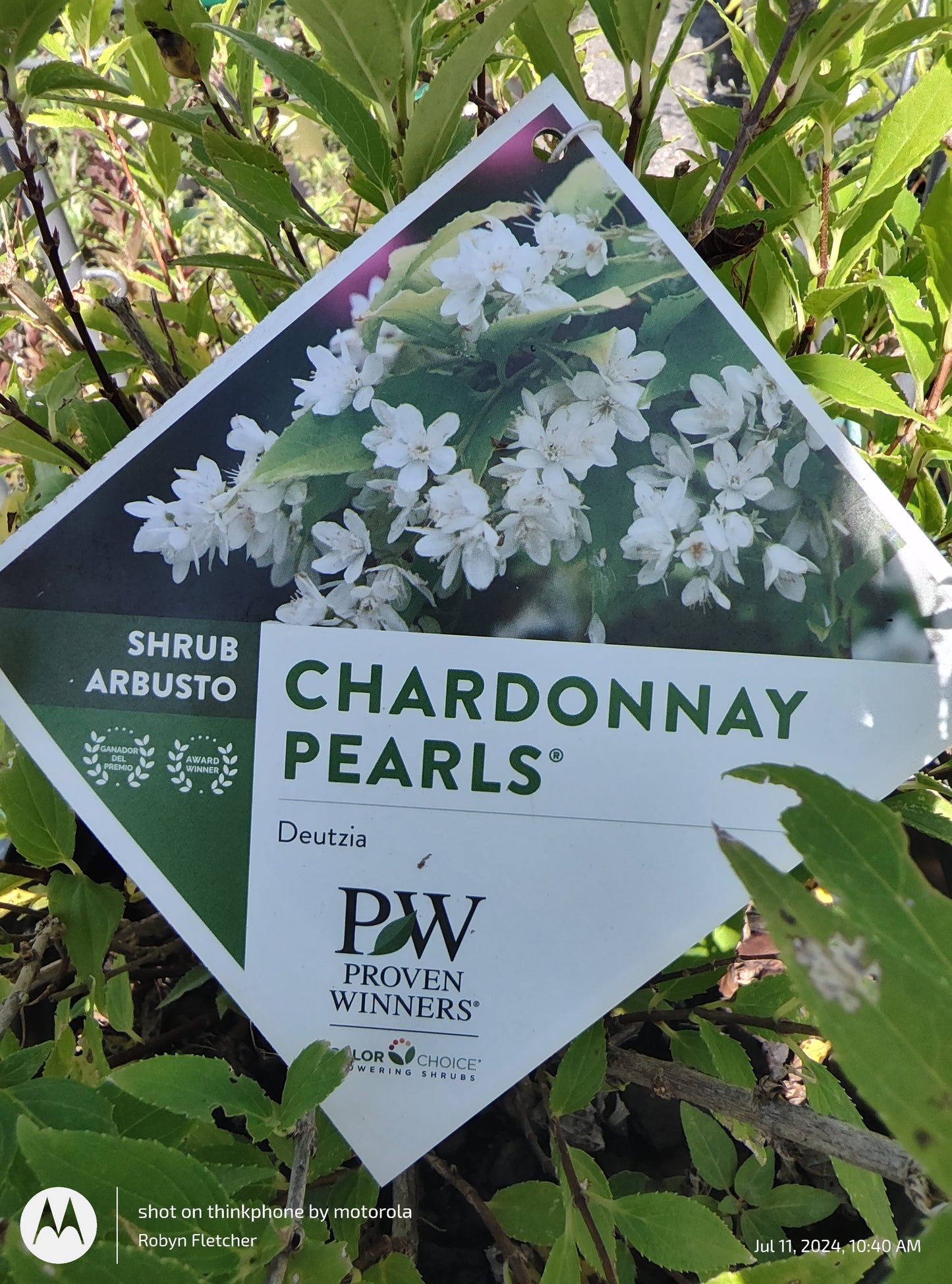 Deutzia Chardonnay Pearls - Proven Winner - 3 Gallon