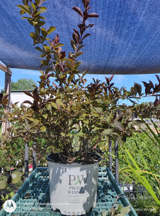 Weigela Wine and Roses - Proven Winner - 3 Gallon