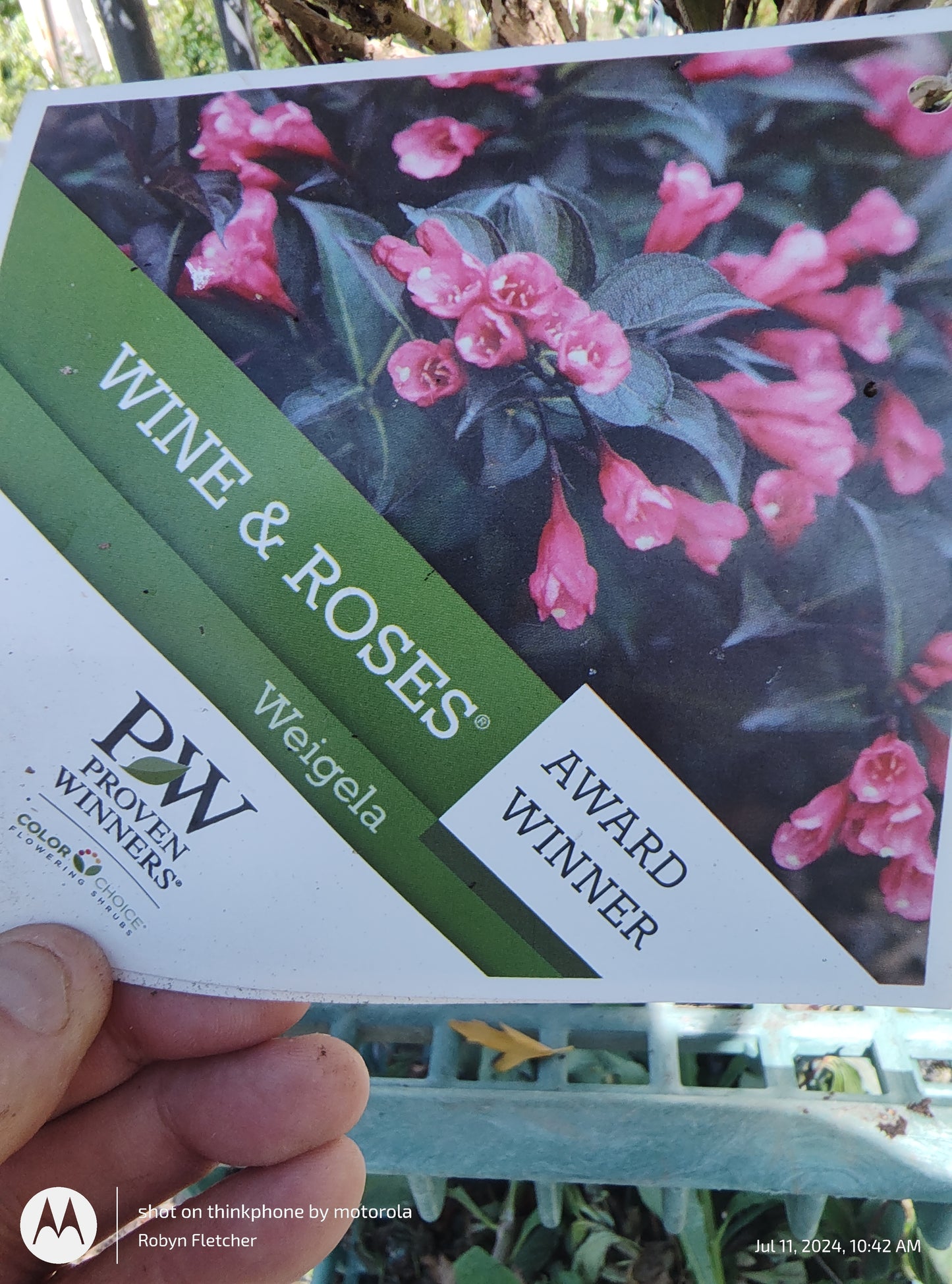 Weigela Wine and Roses - Proven Winner - 3 Gallon