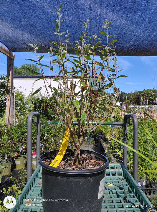 Caryopteris Dark Knight - Blue Mist Shrub - 3 Gallon