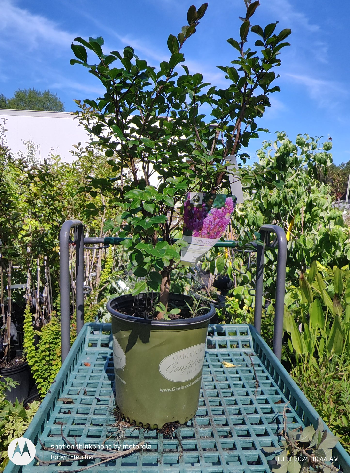 Lagerstroemia x 'GAMAD IX' PP#23,560 Purple Cow™ - 3 Gallon