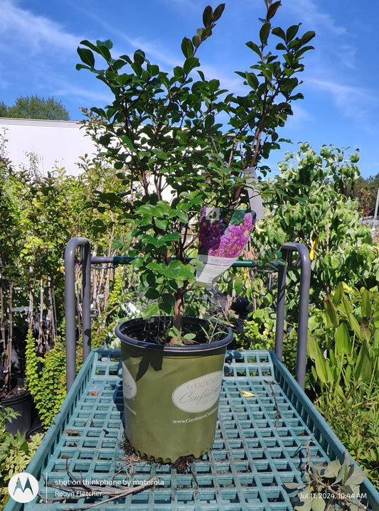 Lagerstroemia x 'GAMAD IX' PP#23,560 Purple Cow™ - 3 Gallon