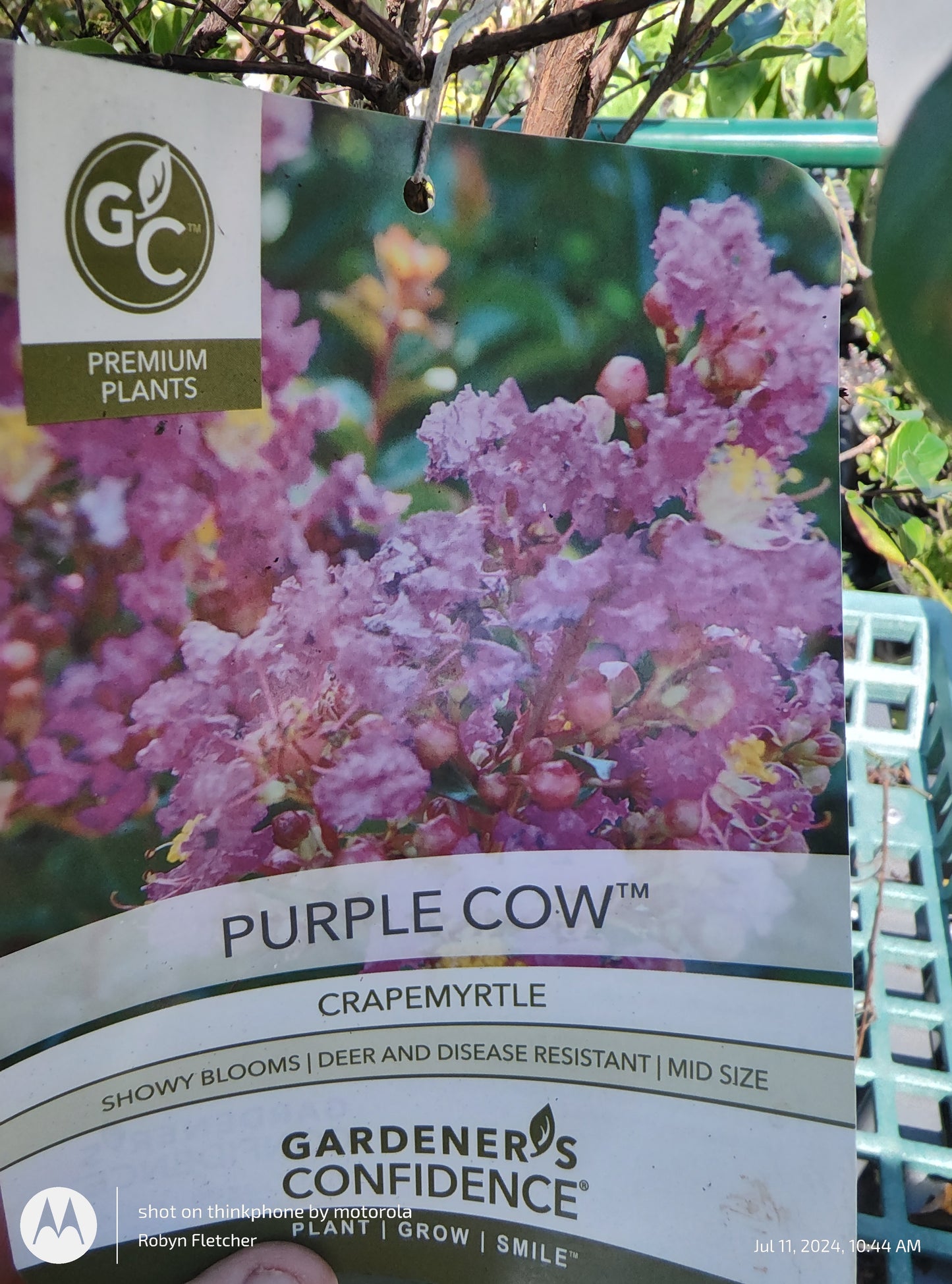 Lagerstroemia x 'GAMAD IX' PP#23,560 Purple Cow™ - 3 Gallon