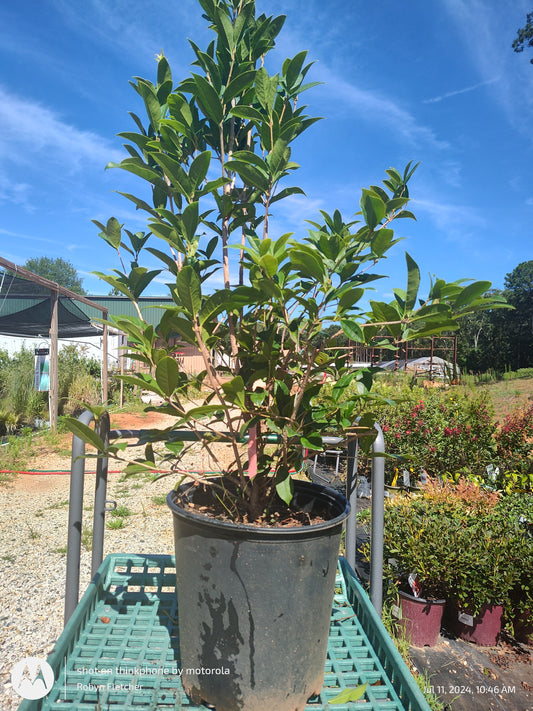 Osmanthus fragrans - Fraggrant Tea Olive 3 gallon