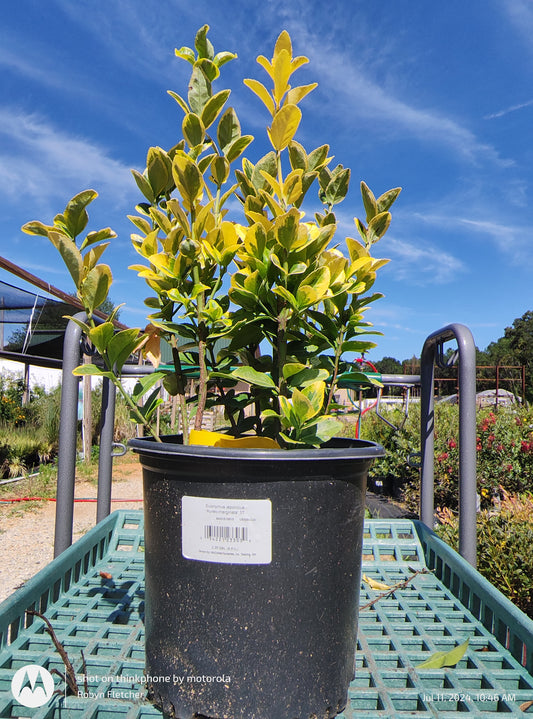 Euonymus japonicus 'Aureo-marginata' - 3 gallon