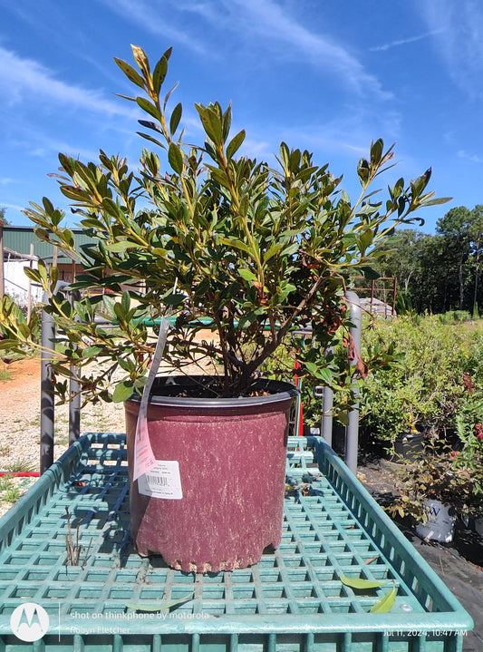 Azalea Encore Autumn Embers - 3 Gallon