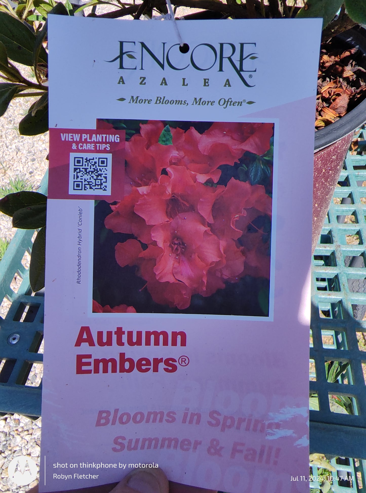 Azalea Encore Autumn Embers - 3 Gallon