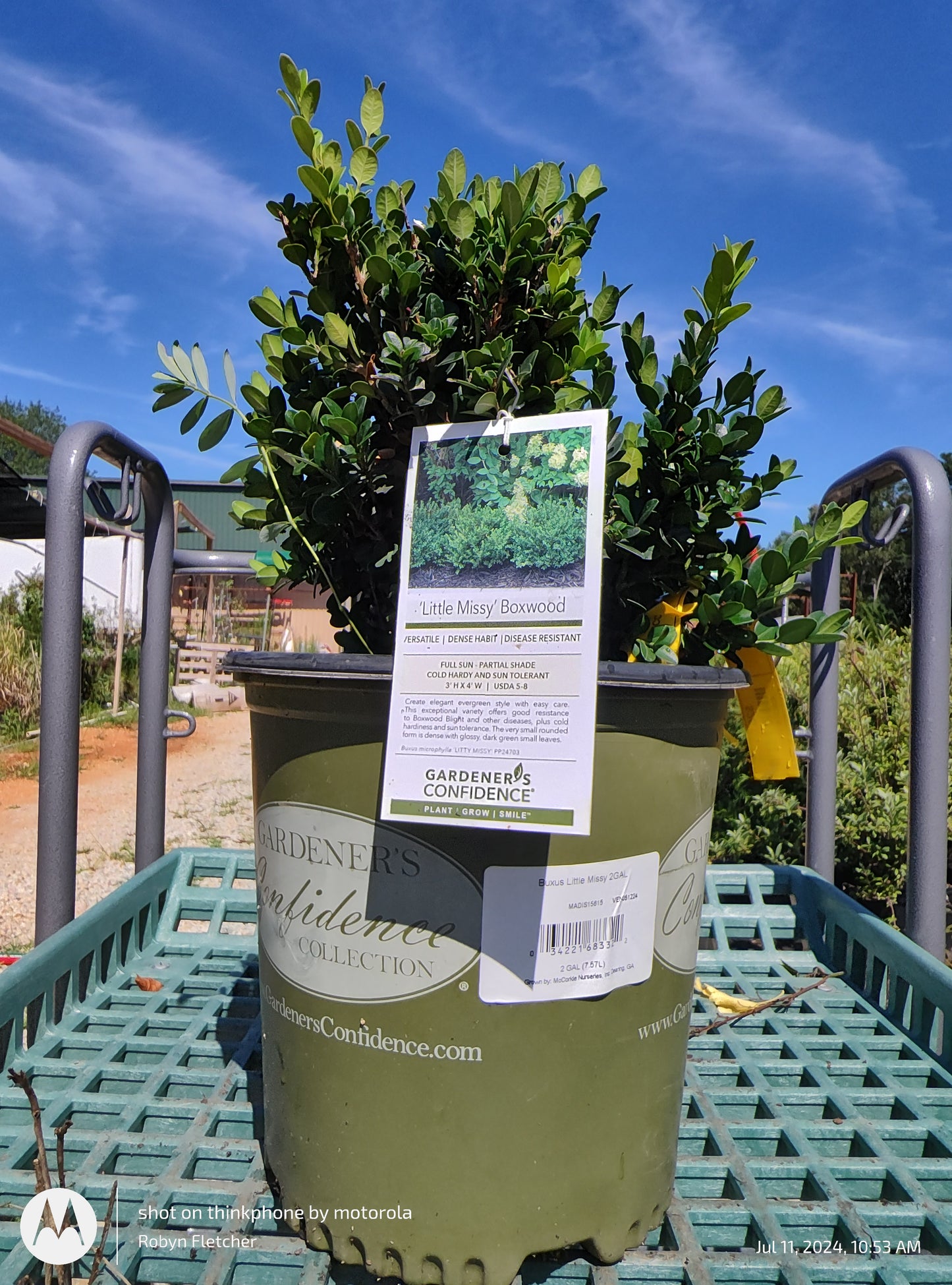 Buxus ‘Little Missy’ - 2 Gallon