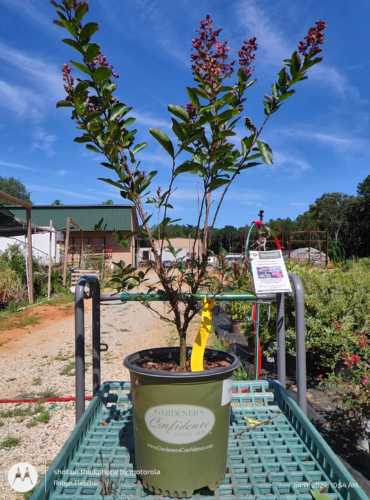 Lagerstroemia GGC Red Rooster - 2 Gallon