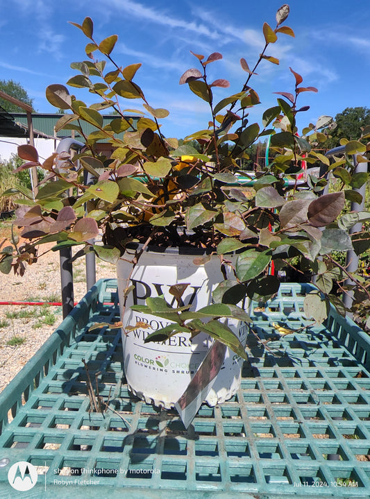 Loropetalum Jazz Hands Bold - Proven Winner - 3 Gallon