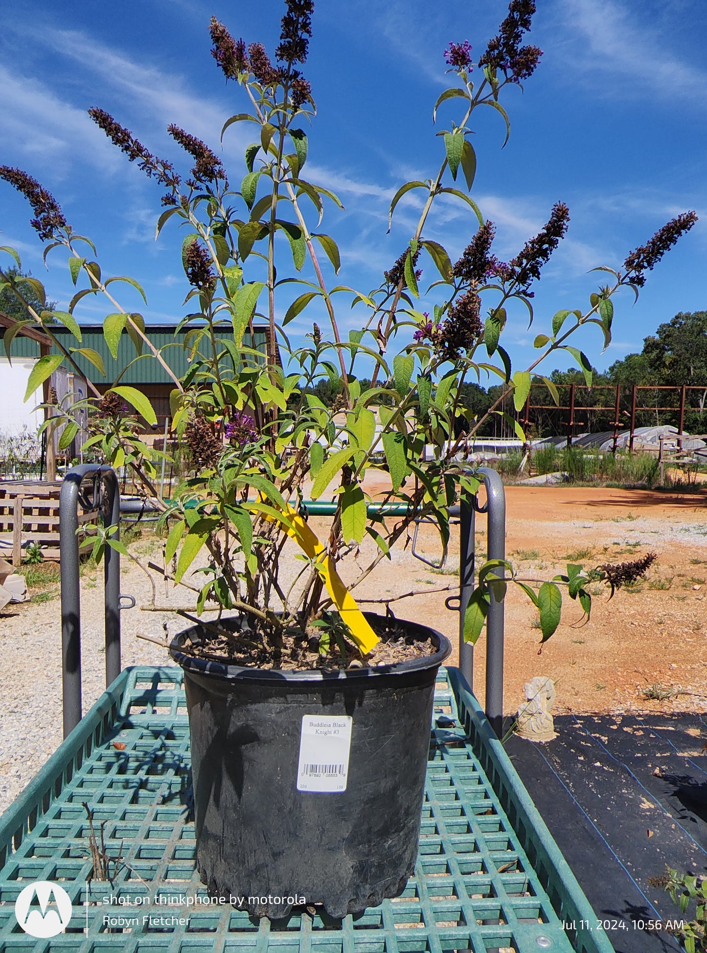 Buddleia Black Night - Butterfly Bush - 3 Gallon