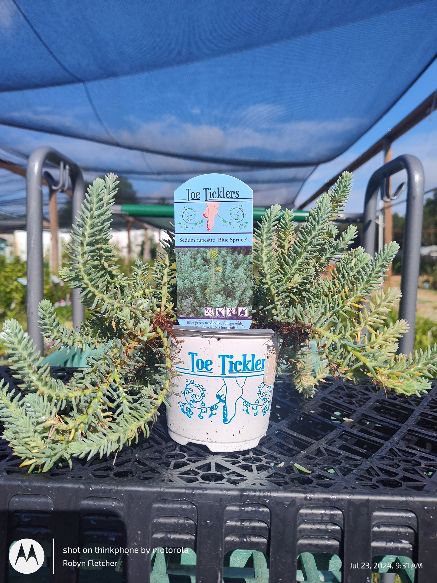 Sedum Rupestre Blue Spruce