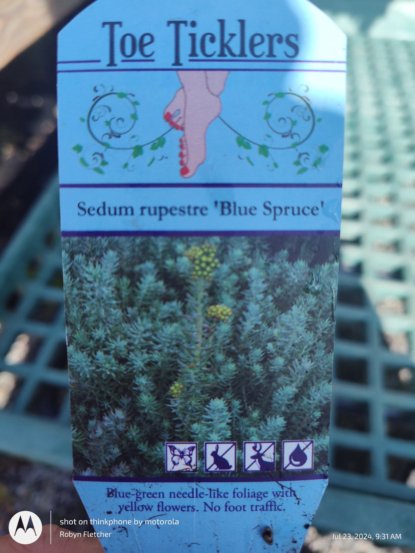 Sedum Rupestre Blue Spruce