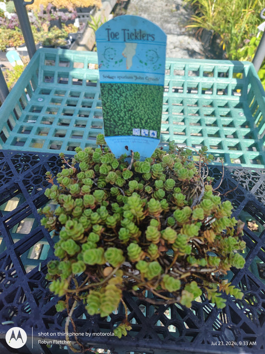 Sedum Spurium John Creech