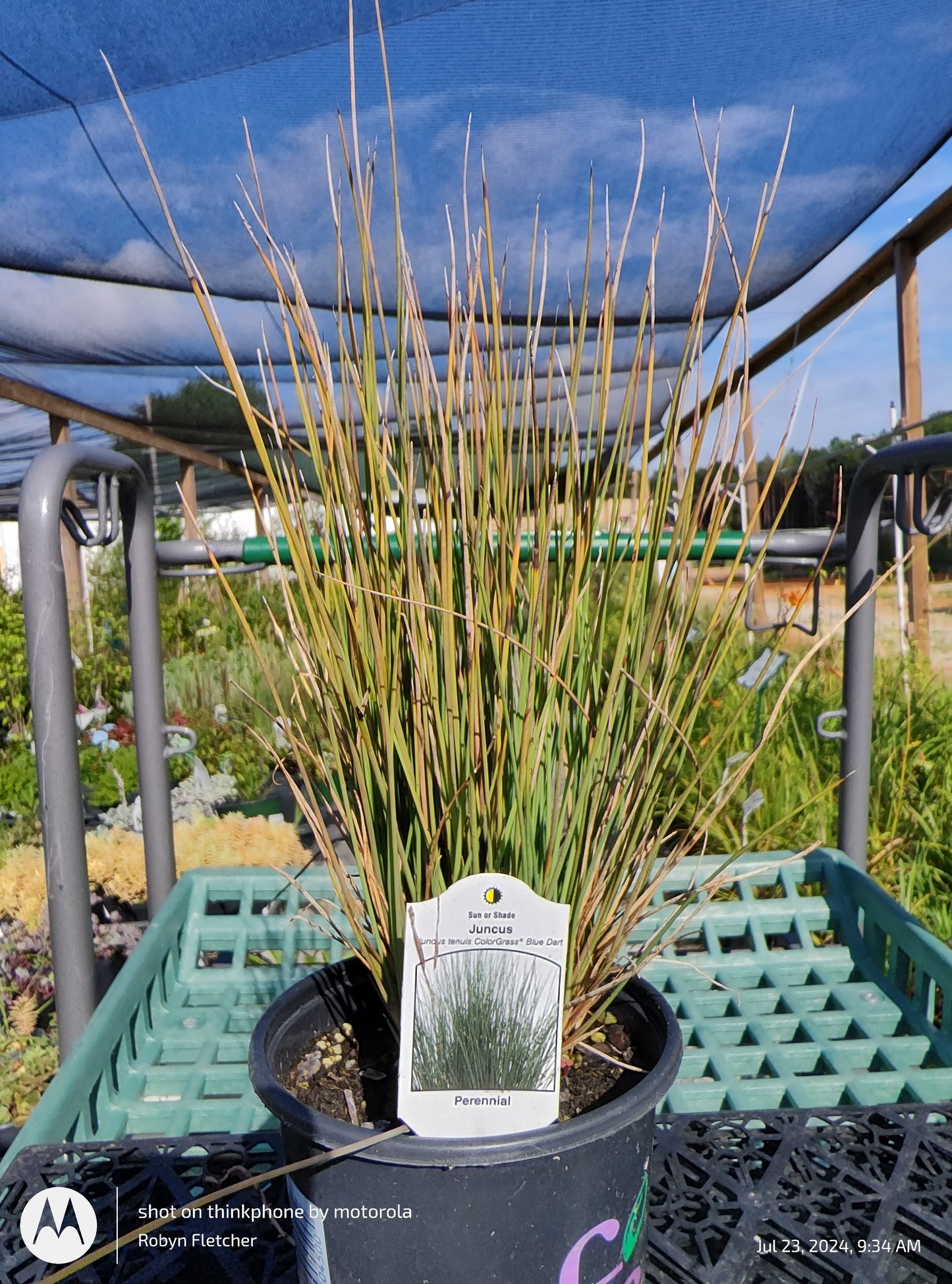 Juncus Tenuis 'Blue Dart'