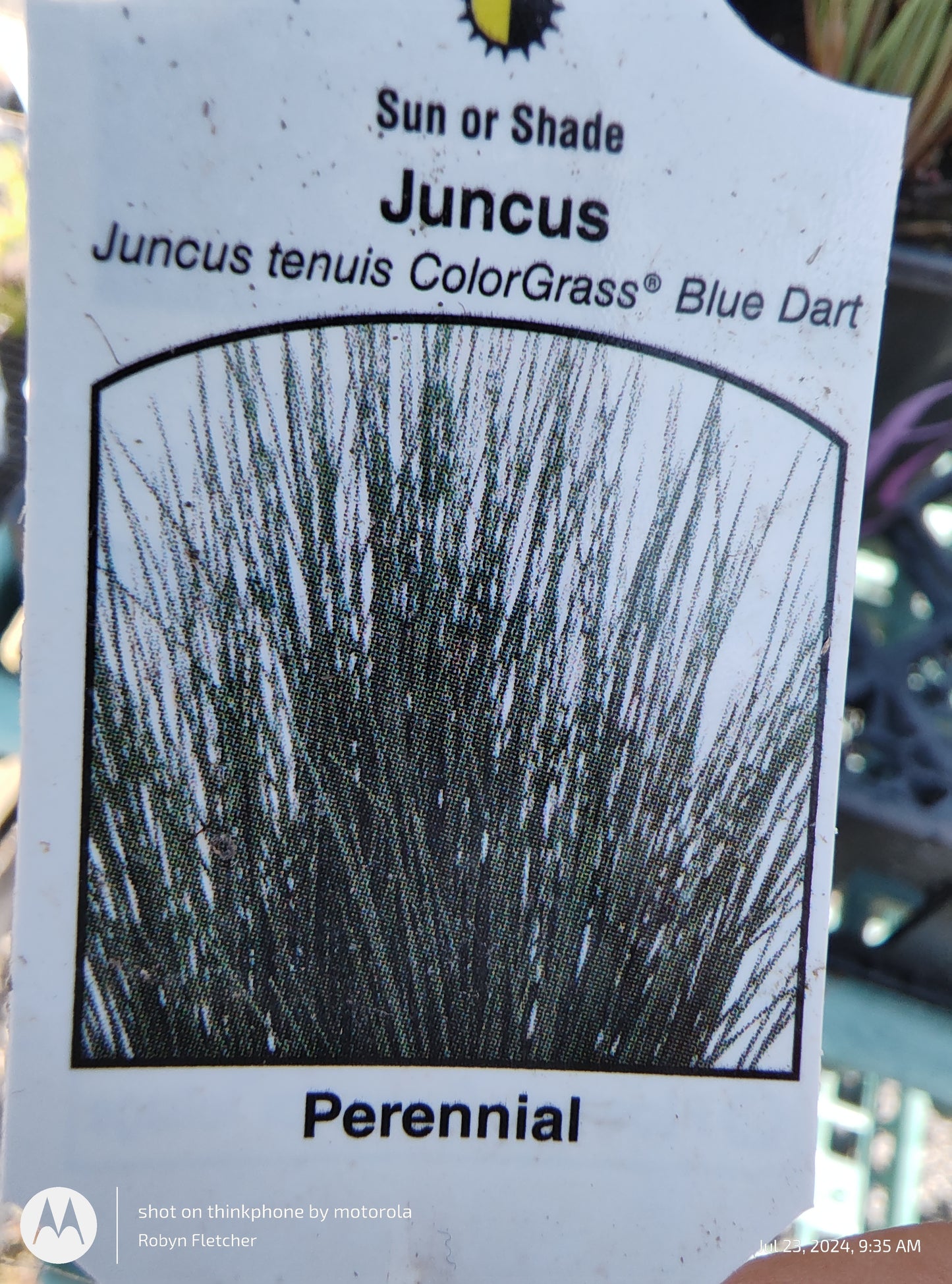 Juncus Tenuis 'Blue Dart'