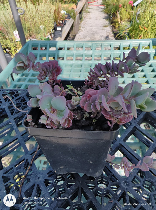 SEDUM CAUTICOL LIDAKENSE - PINT POT