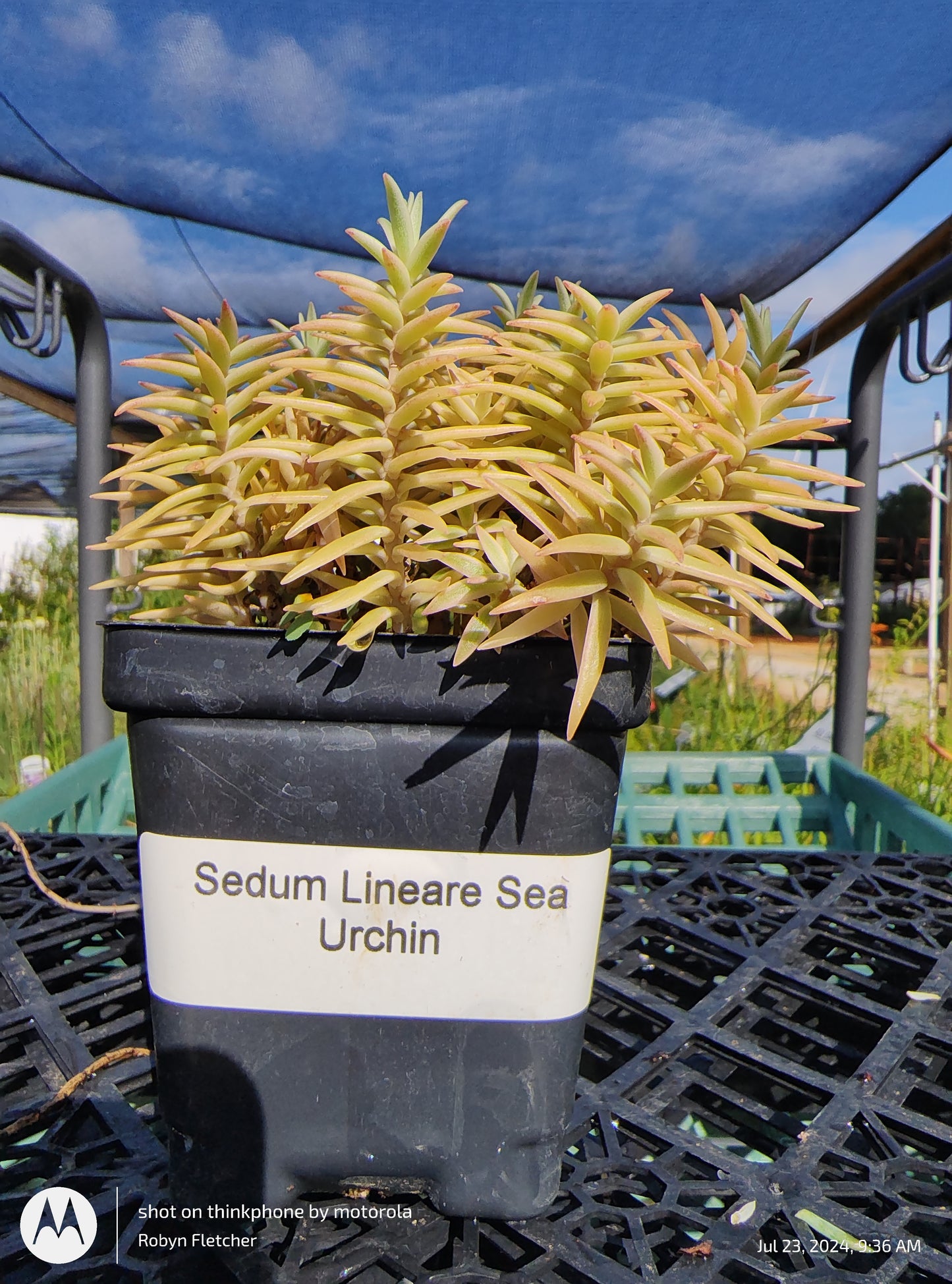 Sedum Lineare Sea Urchin - Pint Pot