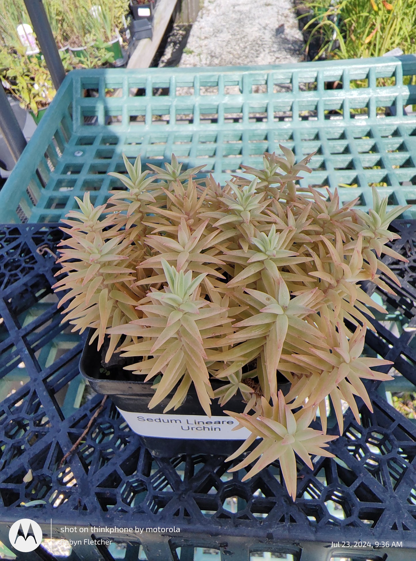 Sedum Lineare Sea Urchin - Pint Pot