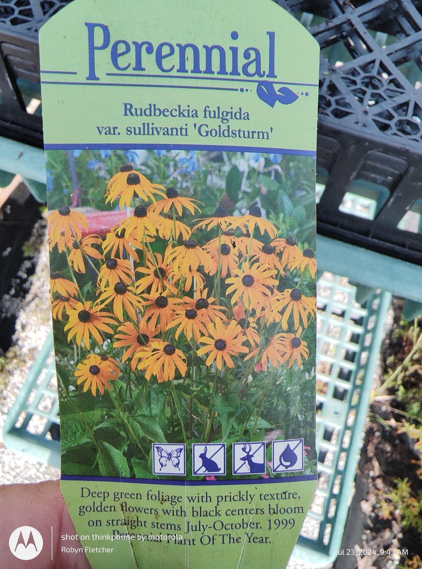 Rudbeckia Goldstrum Blackeyed Susan - Gallon