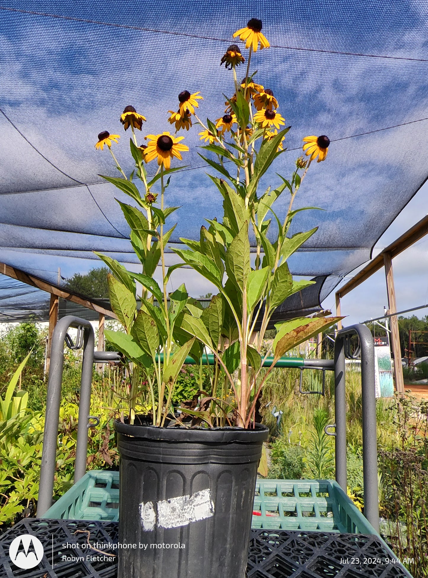 Rudbeckia Goldstrum Blackeyed Susan - Gallon